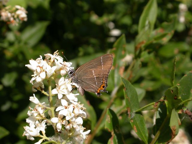 Satyrium ilicis